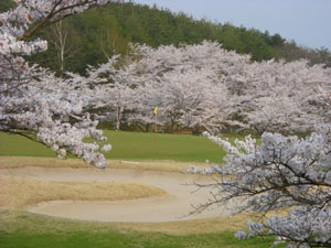 桜コース　8番ホール